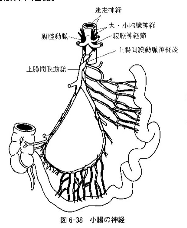 解剖学 史上最強図解 これならわかる! 解剖学 | 竹内 修二 |本 | 通販 | Amazon