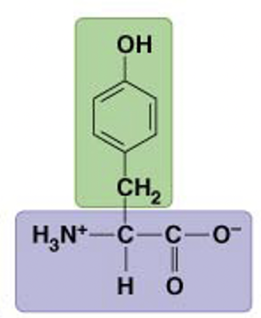 Back -Tyr, Y-Polar: Hydrophilic-Neutral side chain-Nonessential