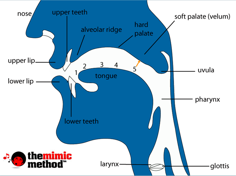 Phonetic Name Voiced Labio-Velar Approximantfuecuotalengua