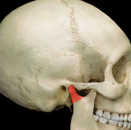 Back condylar process