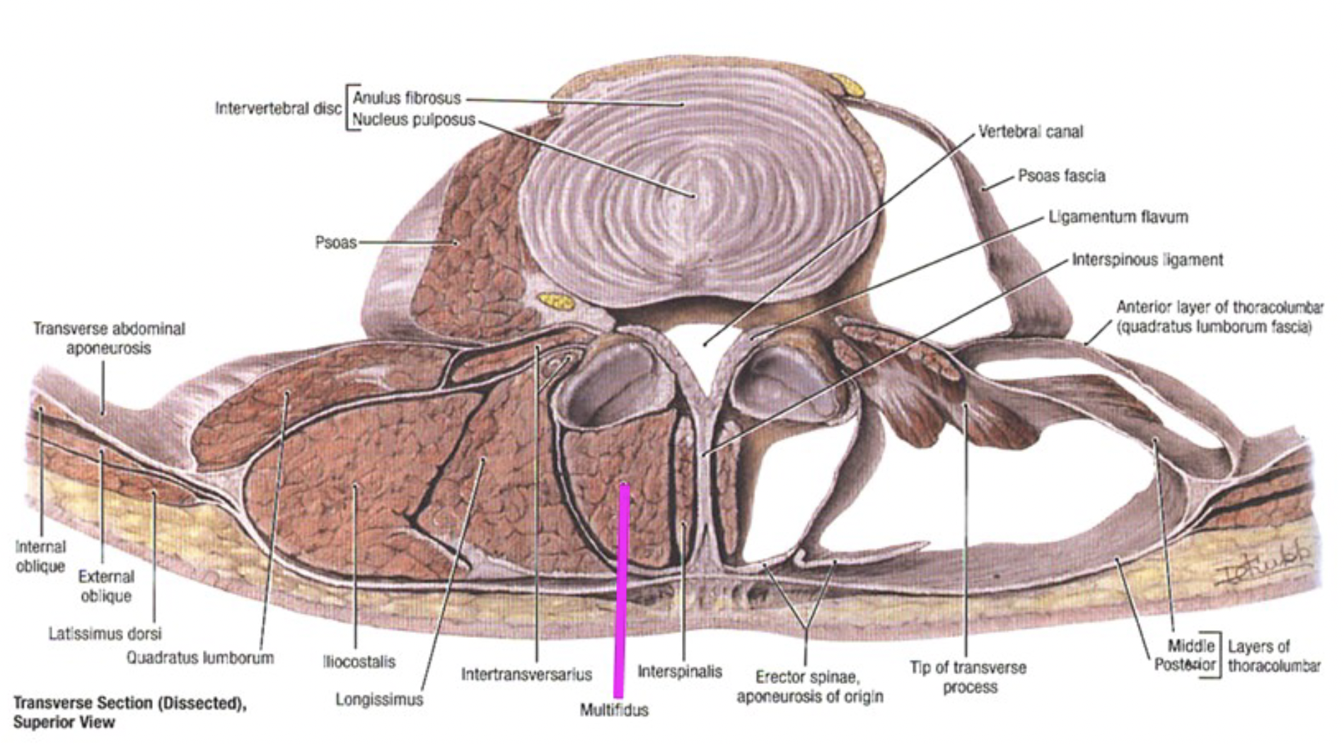lumbodorsal fascia frog