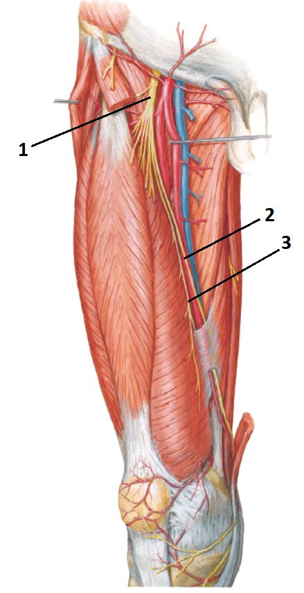 anatomia muscular dos membros inferiores