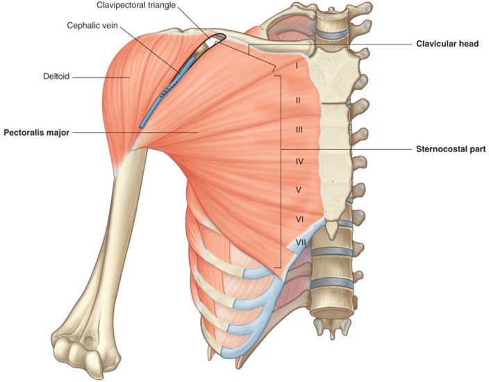 Back In between the deltoid and pectoralis major. The cephalic vein ...