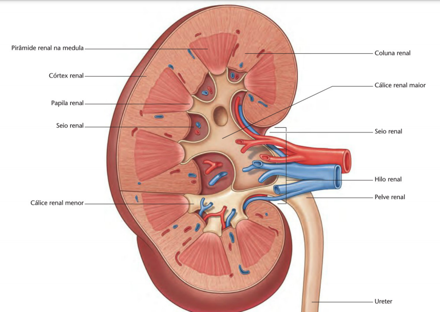Coluna Renal