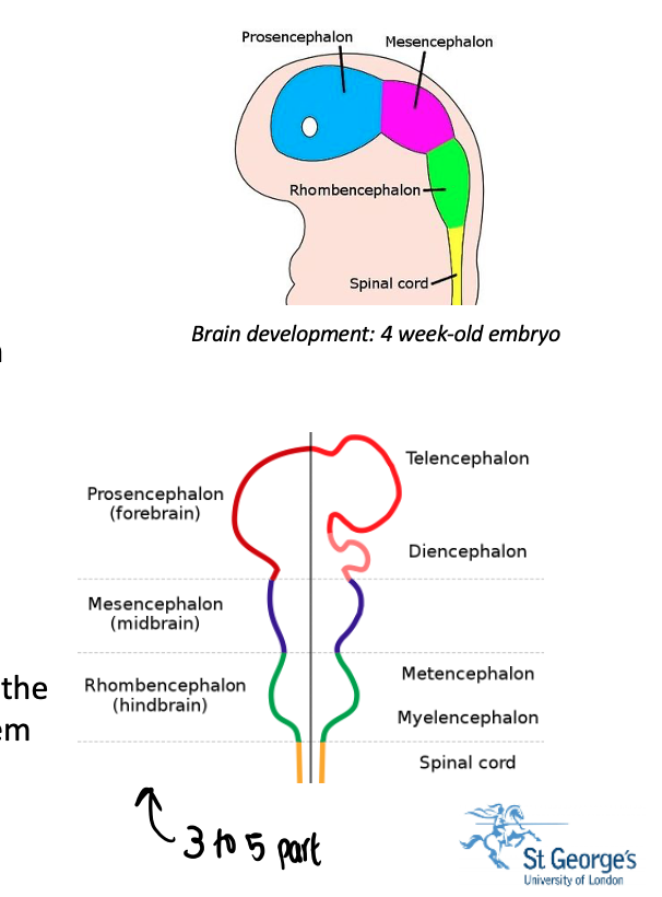 Prosencephalic Development Tags