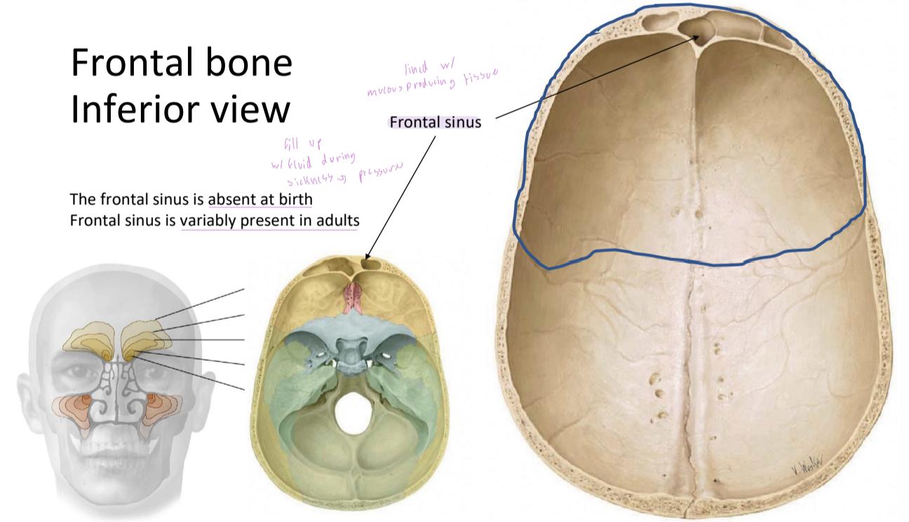 Neumocranium Image