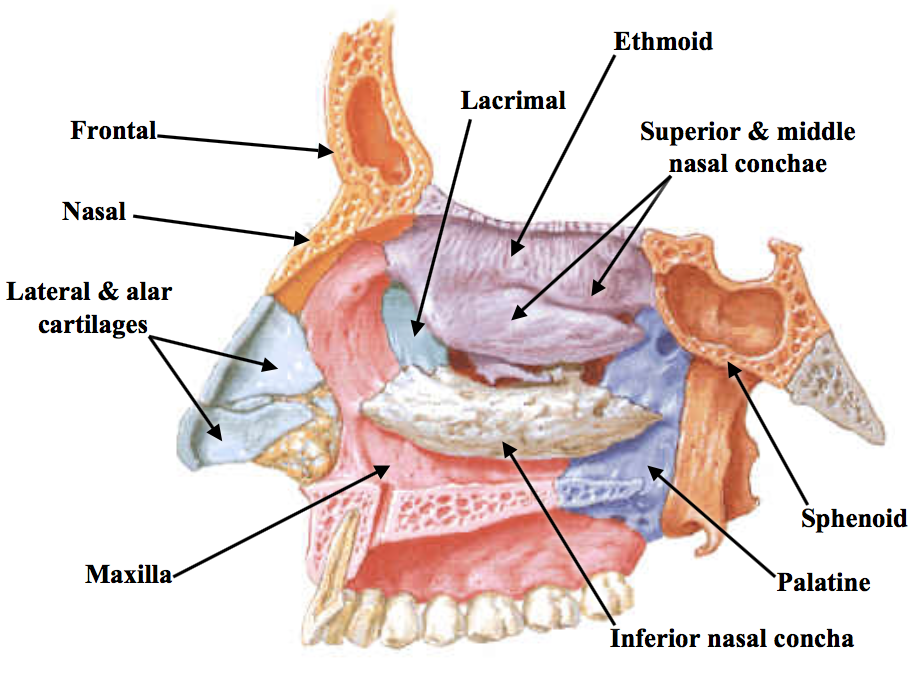 nasal meatus