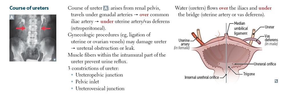 Tags *Anatomy_Clinical_Correlates::Dorian_Original::Pelvis