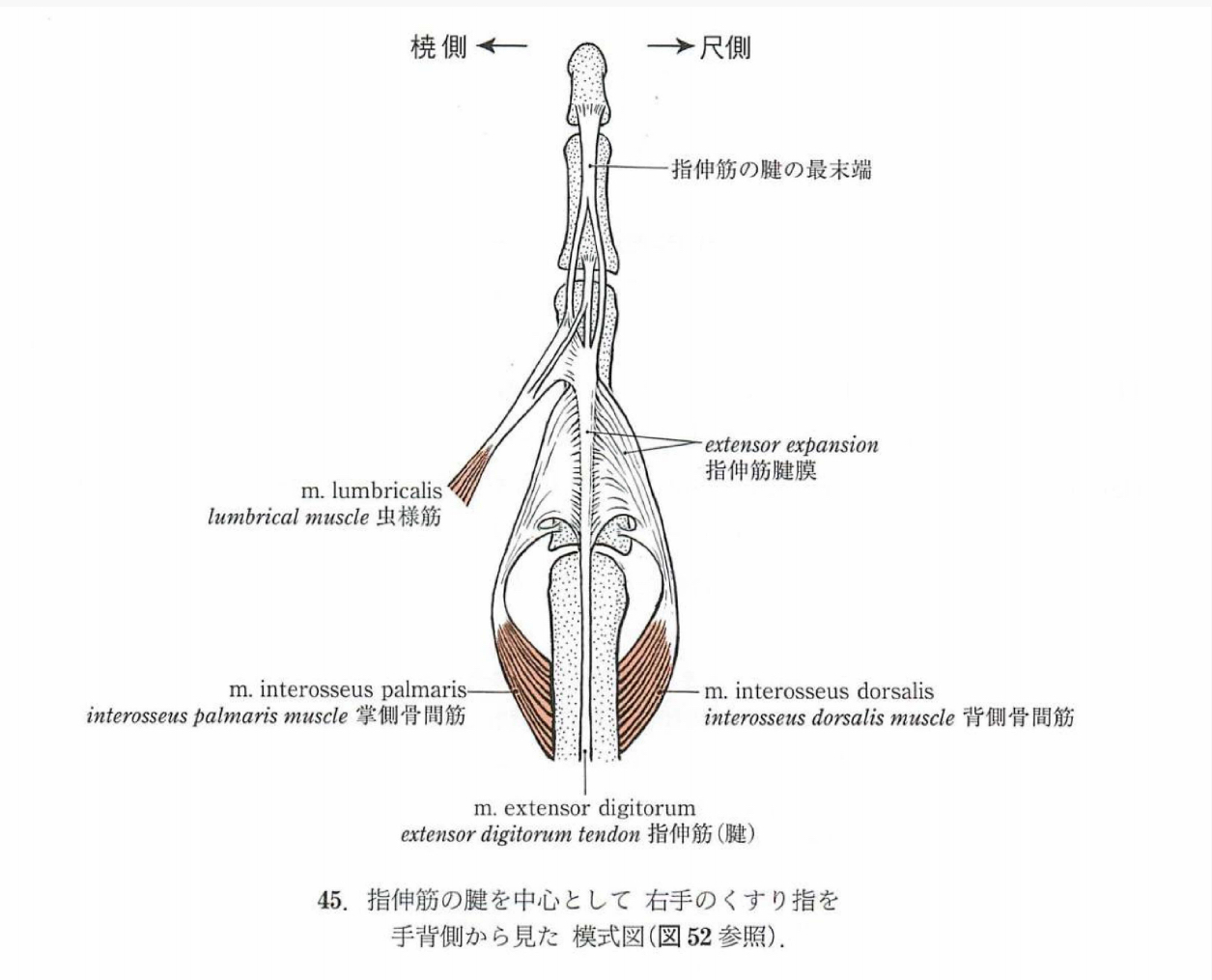 解剖手引穴埋め【上肢】 - AnkiWeb