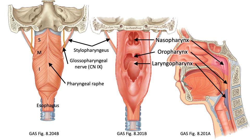 larynx anatomy