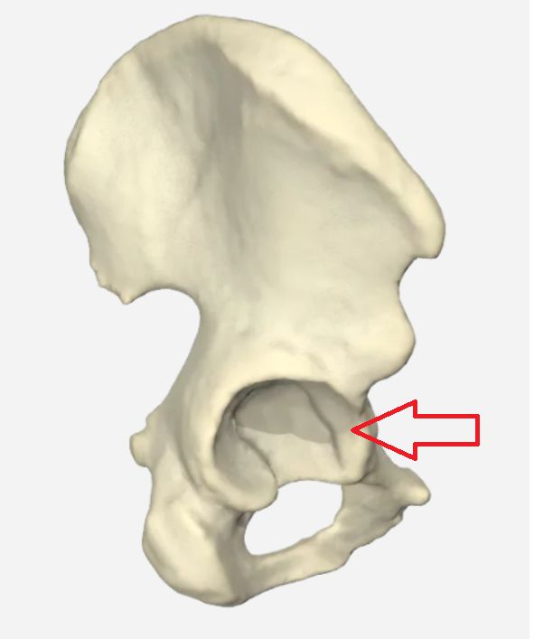 Front Qual o nome da estrutura indicada na figura?