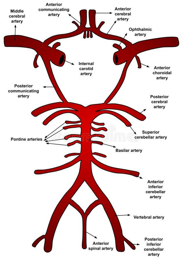 Back Middle Cerebral Artery (MCA)
