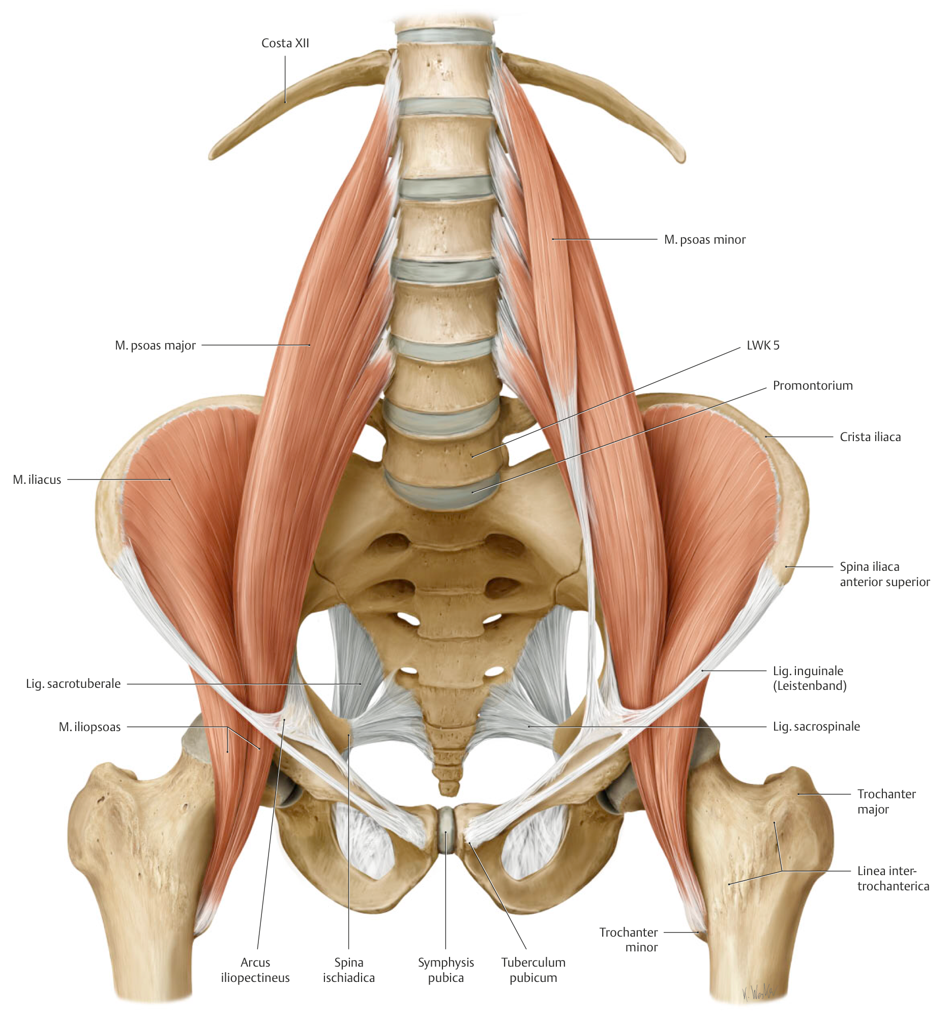 Anatomie: Untere Extremitäten: Hüft- + Gesäßmuskulatur - AnkiWeb