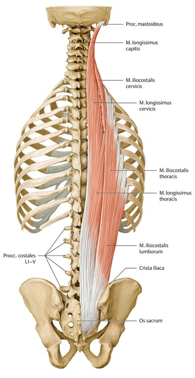 Anatomie: Untere Extremitäten: Unterschenkel: Knochen - AnkiWeb
