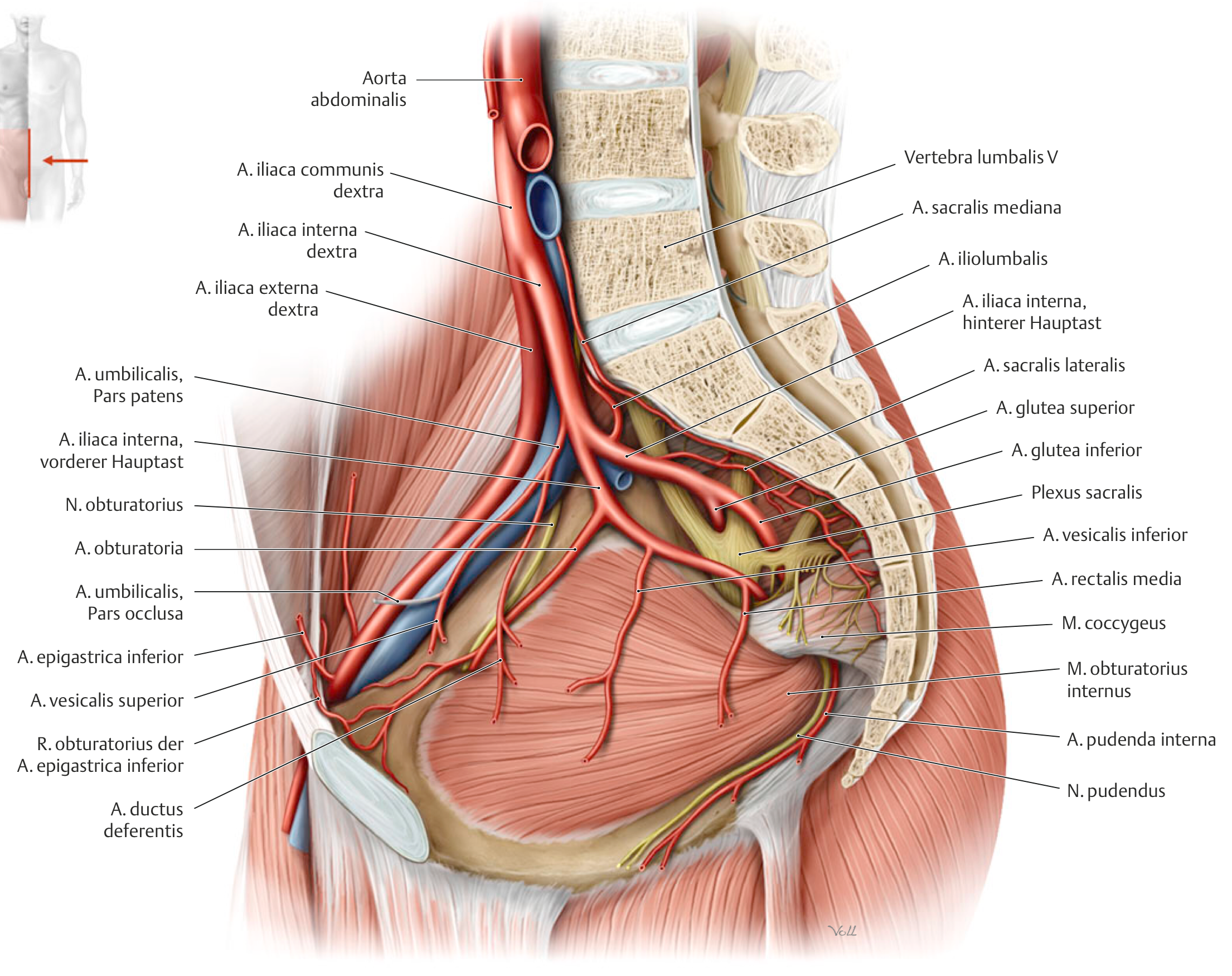 Anatomie der Beckenknochen