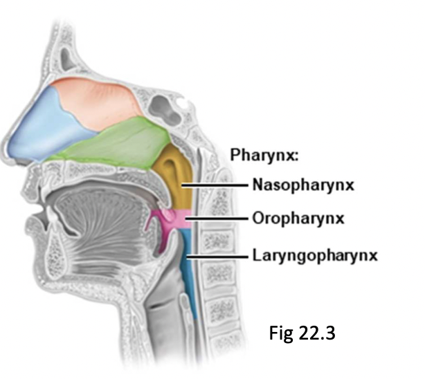 Back Extends from epiglottis to cricoid cartilageCommon passageway for ...