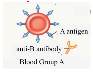 Blood Groups - Physiology Flashcards