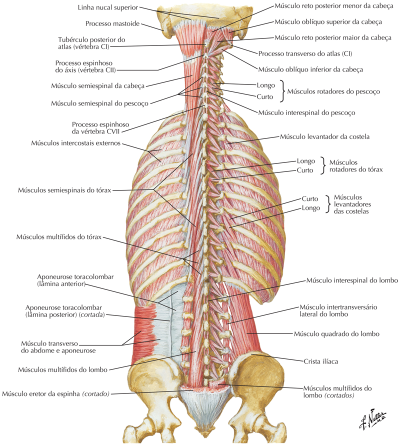 ANATOMIA DO APARELHO LOCOMOTOR - Faculdade Santa Rita