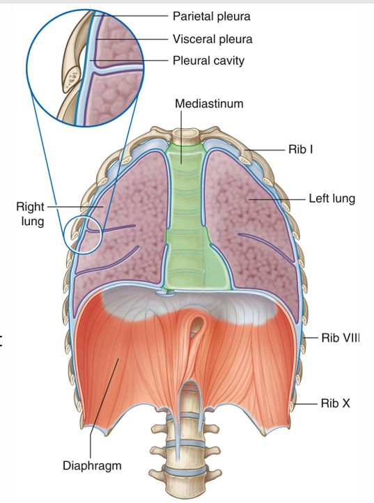 Lung Anatomy - AnkiWeb