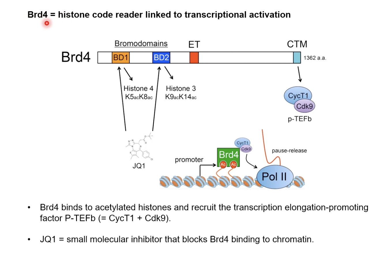 Front describe the bromo-domain Brd4