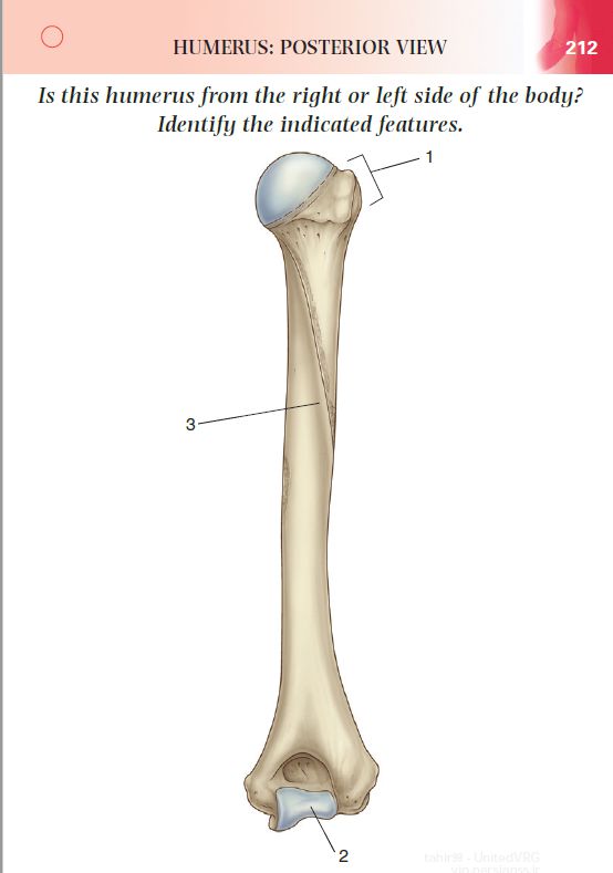 Back Right side1. Greater tubercle2. Trochlea3. Radial groove