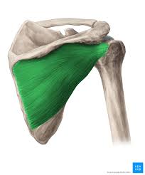 Back Infraspinatus
