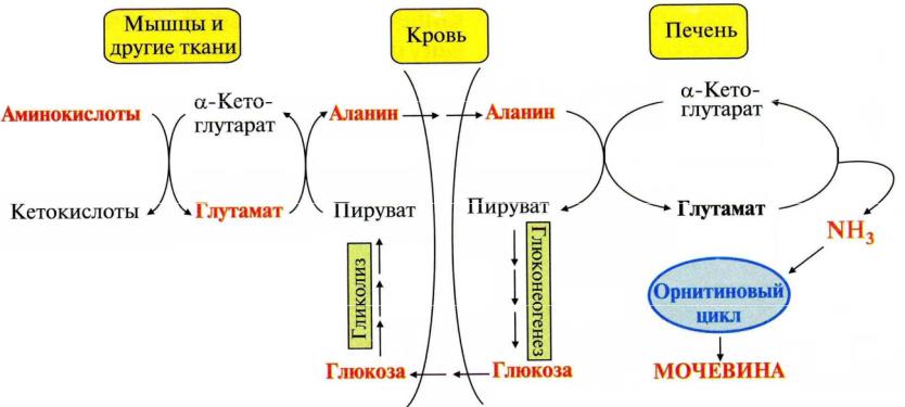 биохимия аст что это