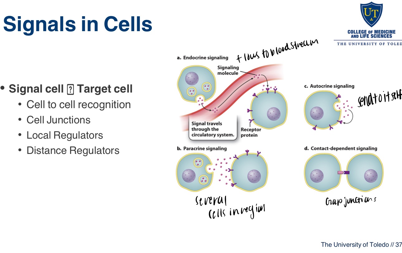 Cell Physiology - AnkiWeb