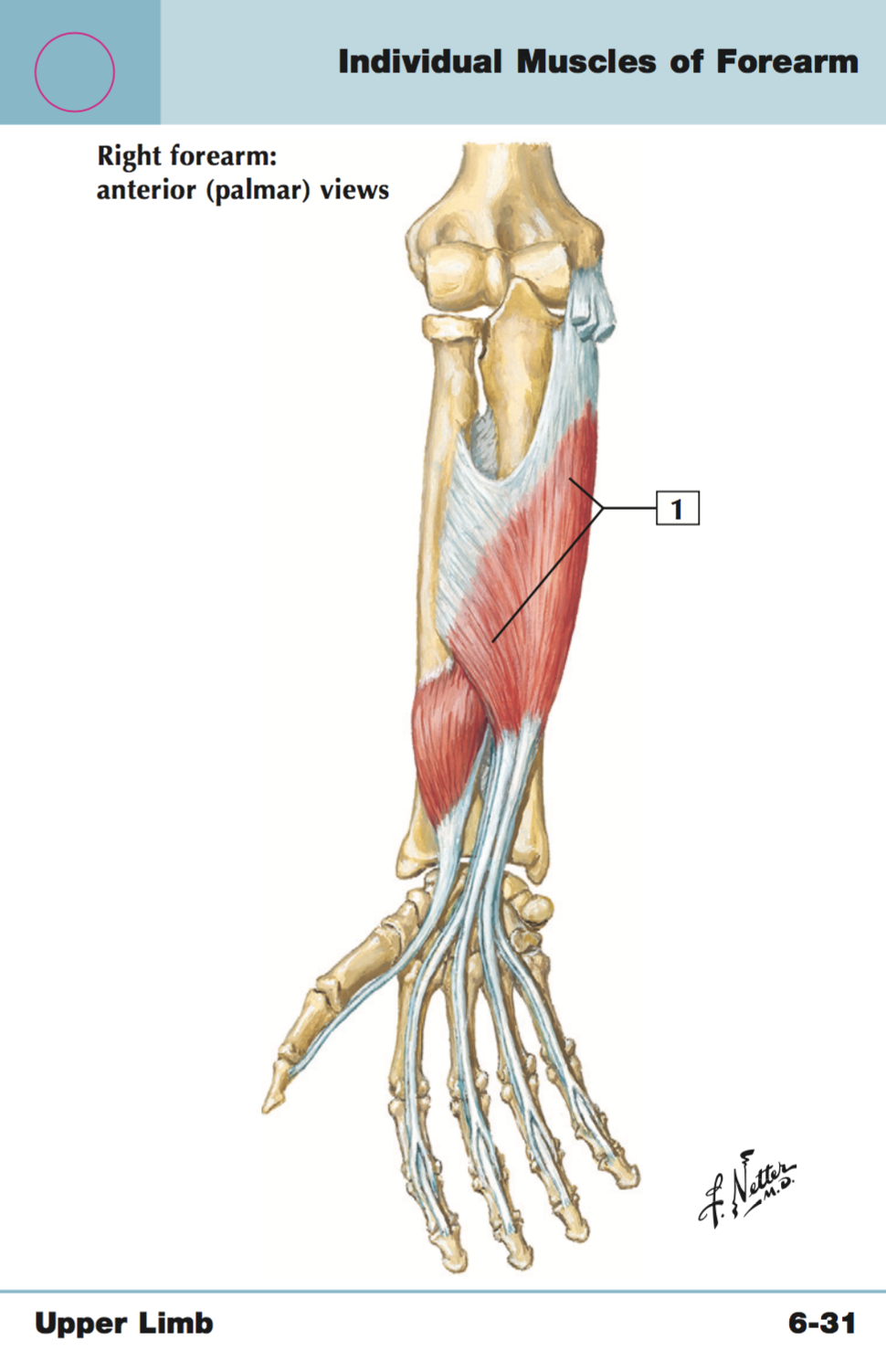 upper limb diagram