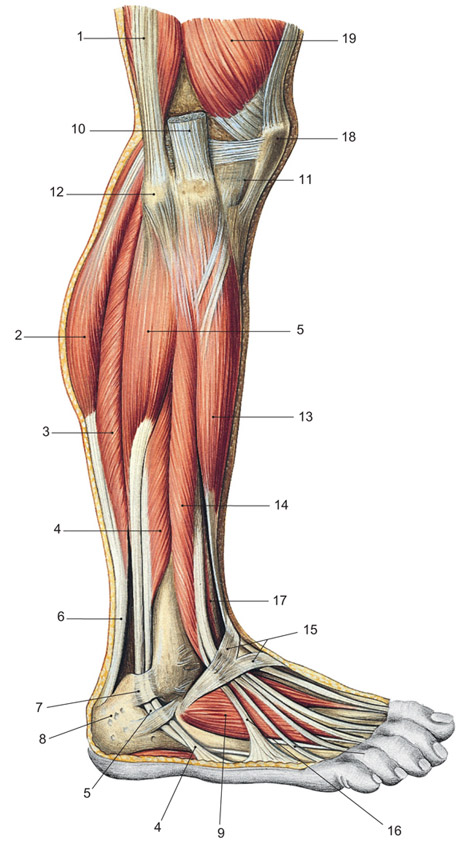 Schädel Anatomie Deutsch Latein Grafik