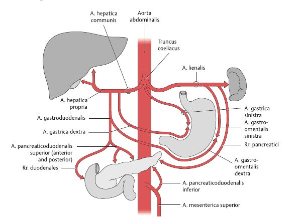 Rückseite A. gastrica dextra