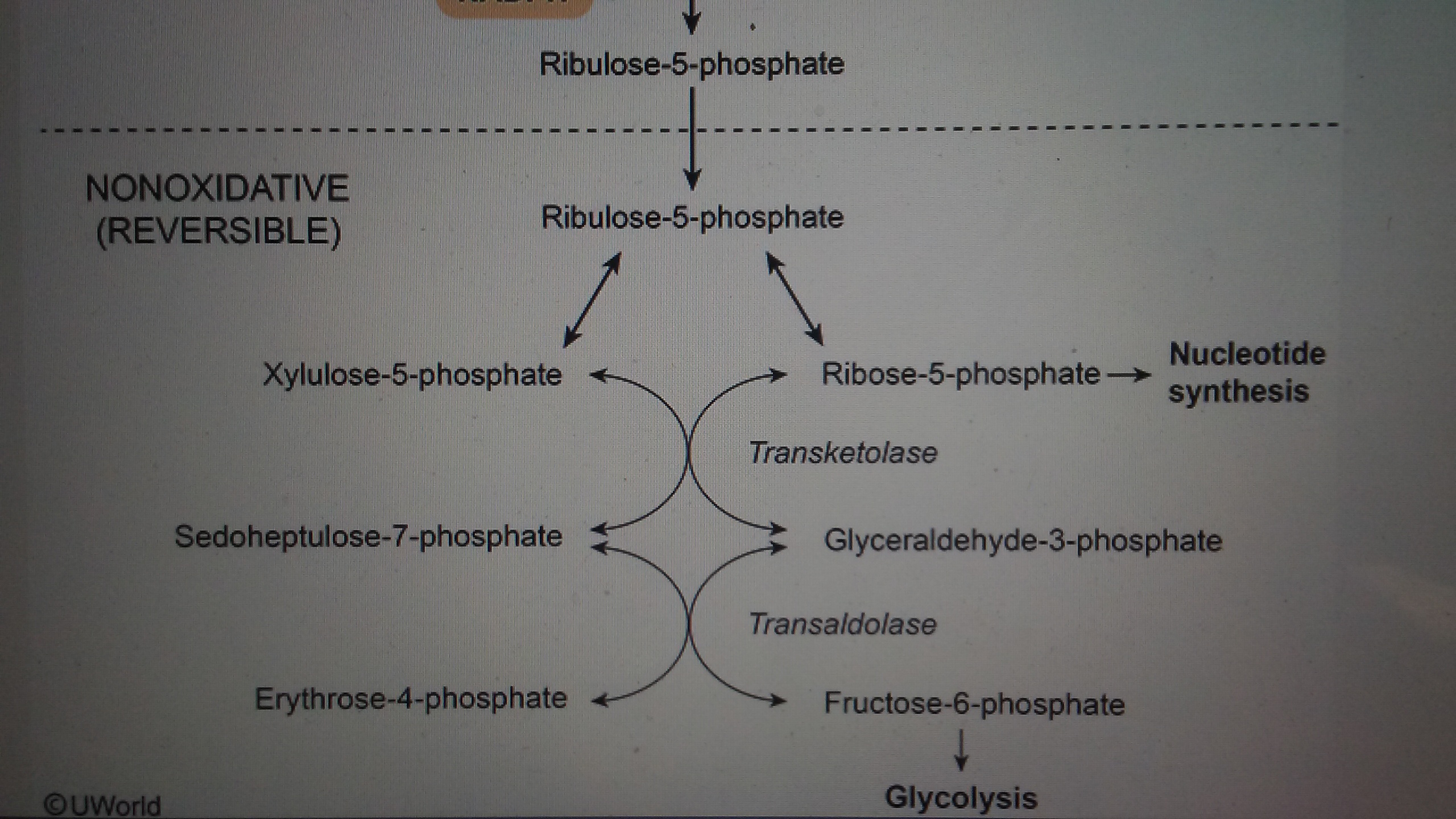 Back In The Pentose Phosphate Pathway.