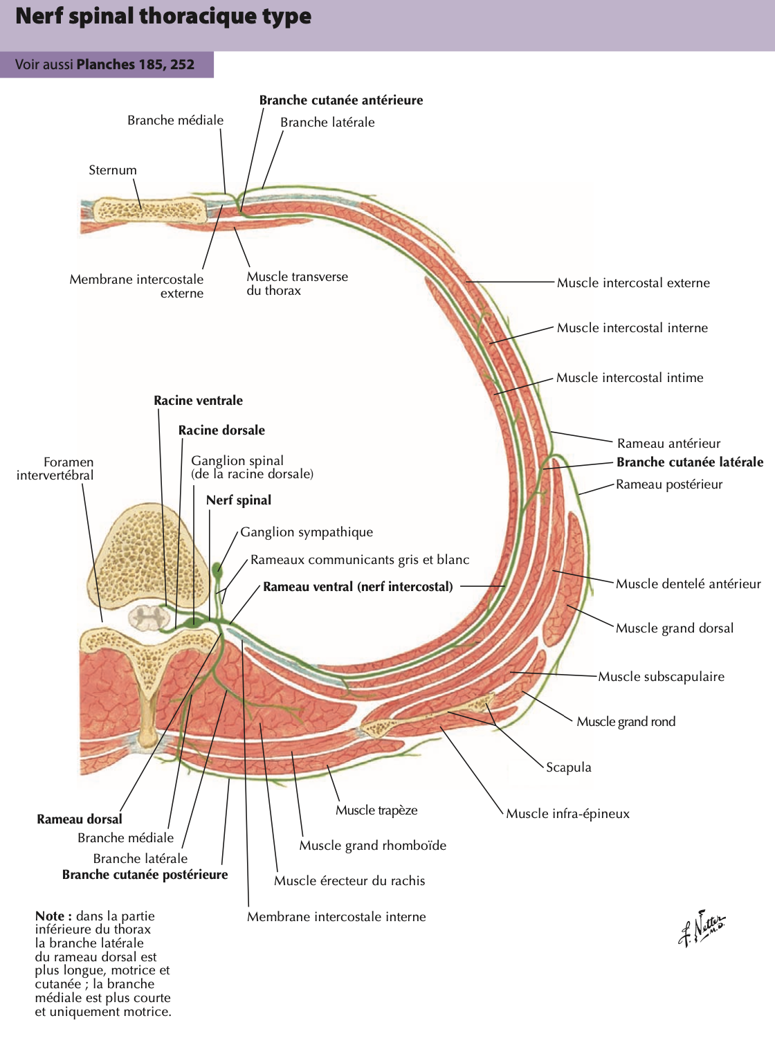 Rotula Netter Image