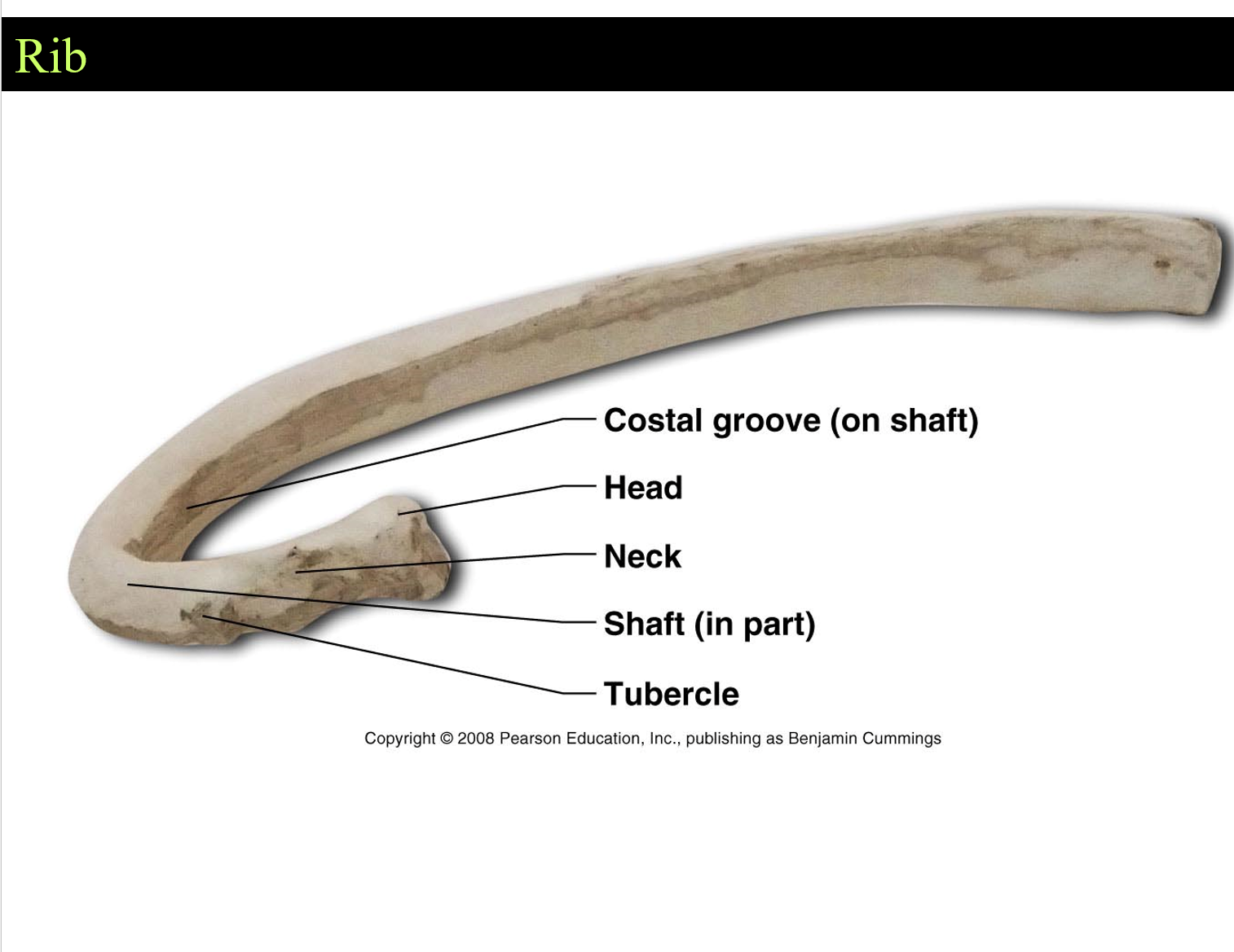Annular Ribs Image