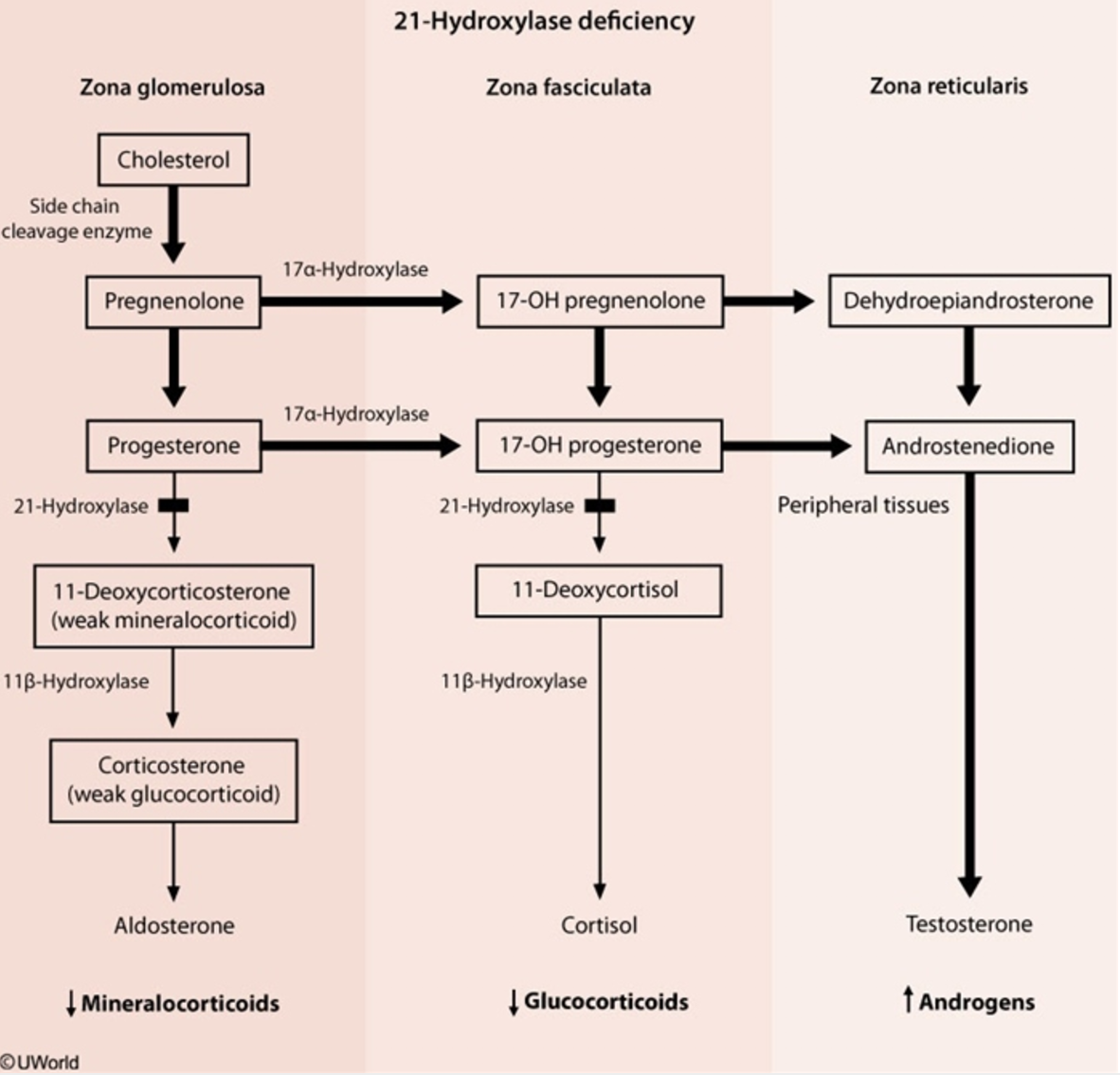 Tags endocrine pediatrics
