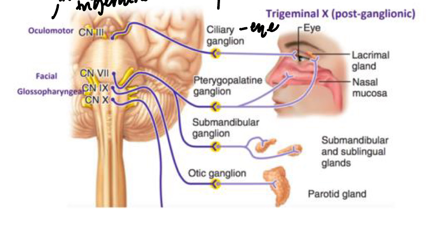 back-parotid-gland