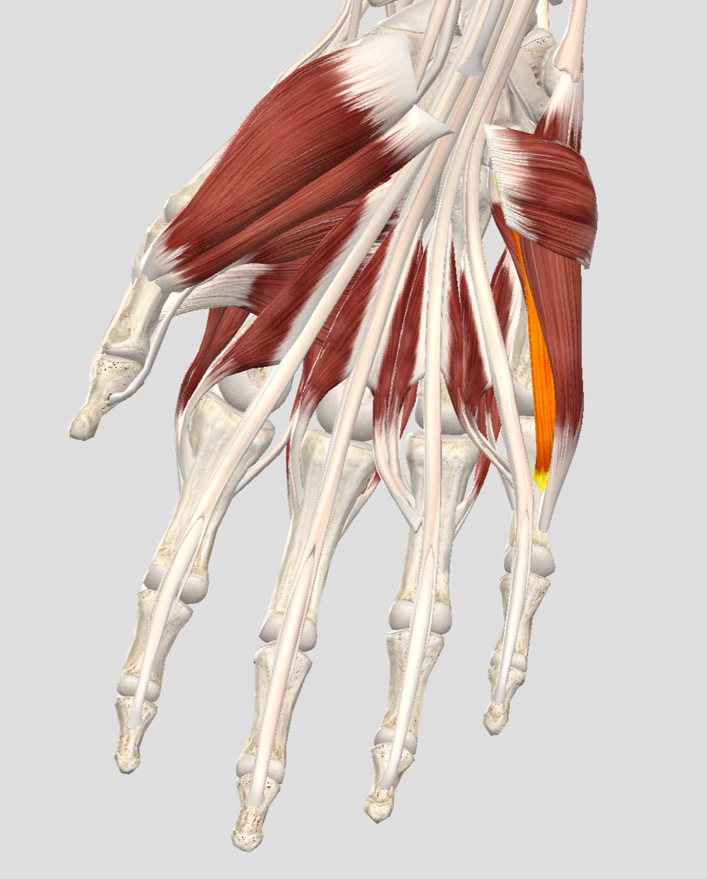 Back flexor digiti minimijust deep to abductor digiti minimiulnar ...