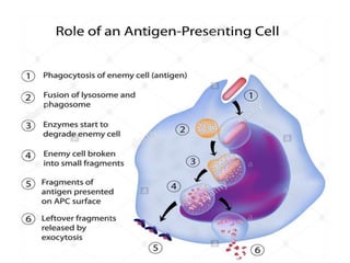 Antigen Presenting Cells A Level Biology