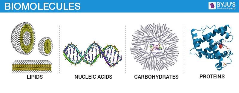 Back CarbohydratesLipidsProteinsNucleic acids