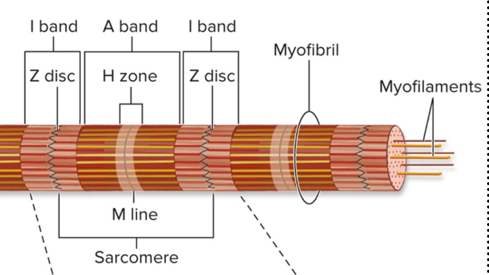 M Line Structure Image