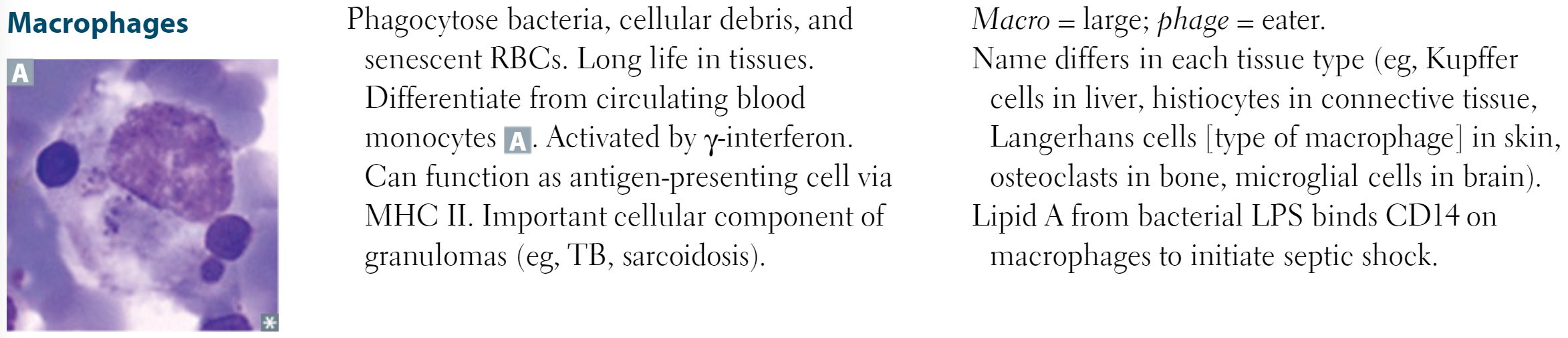 Tags Bab::immunology::basic::innate