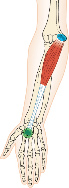 Anatomy muscle 1 - AnkiWeb