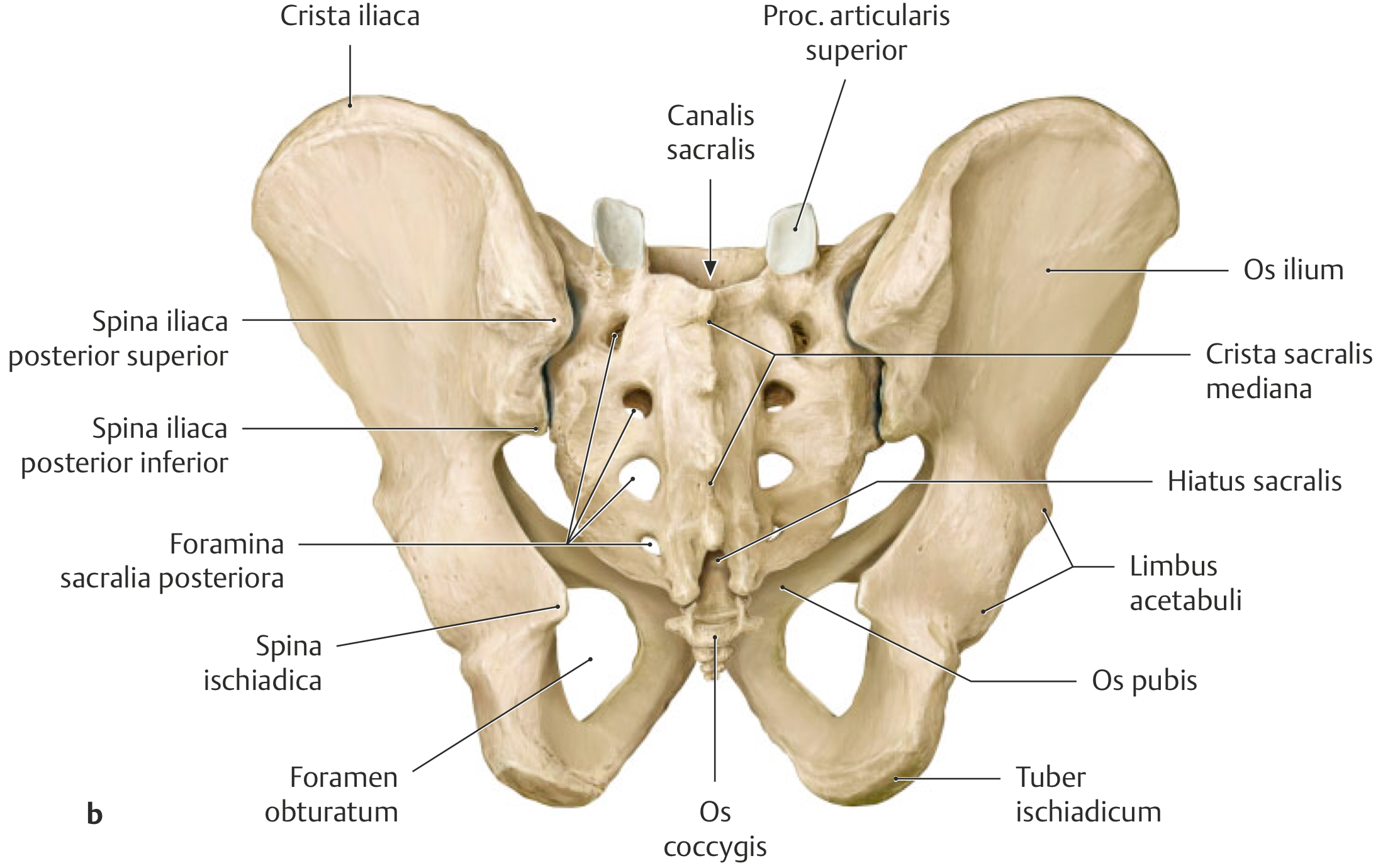 Anatomie: Becken: Knochen - AnkiWeb